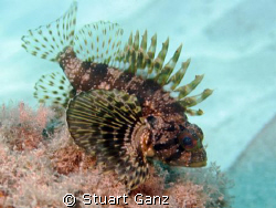 Green Hawaiian Lionfish. by Stuart Ganz 